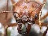 Jouer à Puzzle insects - 1