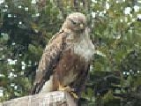 Jouer à Long legged buzzard jigsaw puzzle