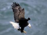 Jouer à Bald eagle jigsaw puzzle
