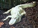 Jouer à White alligator puzzle