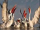 Jouer à Pelicans in the water puzzle