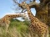 Jouer à Puzzle giraffes - 1