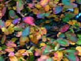 Jouer à Jigsaw: autumn leafs