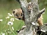 Jouer à Baby hyena puzzle
