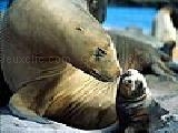Jouer à Seals on the beach puzzle