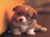 Jouer à Cute puppy drag and drop picture puzzle