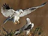 Jouer à Scrappy eagles puzzle