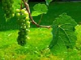Jouer à Jigsaw: grapes