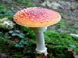 Jouer à Jigsaw: red toadstool