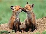 Jouer à Jackal brothers puzzle