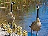 Jouer à Duck family puzzle
