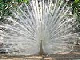 Jouer à White peacock puzzle