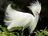 Jouer à White feathered bird puzzle