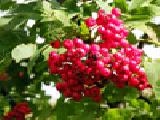 Jouer à Jigsaw: bright berries