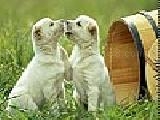 Jouer à Amiable dogs puzzle