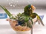 Jouer &agrave; The parrot bowl puzzle
