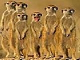 Jouer à Meerkats family puzzle