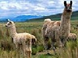 Jouer à Strange lamas puzzle