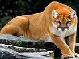 Jouer à Orange leopard slide puzzle