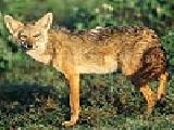 Jouer à Golden jackal puzzle