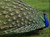 Jouer à Blue peacock puzzle
