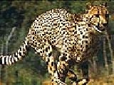 Jouer à Wild cheetah puzzle