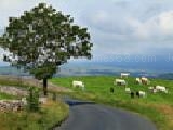 Jouer à Jigsaw: pasture