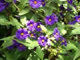 Jouer à Jigsaw: flores moradas