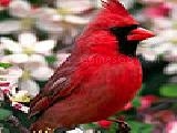 Jouer à Red bird puzzle