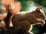 Jouer à Sweet squirrel puzzle