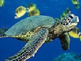 Jouer à Green sea turtle puzzle