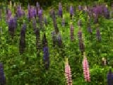 Jouer à Jigsaw: field of flowers