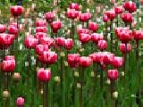 Jouer à Jigsaw: pink tulips