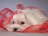 Jouer à Puzzles maltese puppies 2