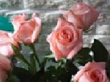 Jouer à Jigsaw: pink roses