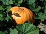 Jouer à Jigsaw: pumpkin hiding