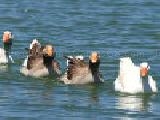 Jouer à Jigsaw: swimming geese