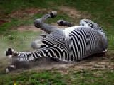 Jouer à Jigsaw: dusty zebra