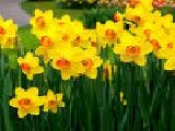 Jouer à Jigsaw: daffodils
