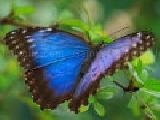 Jouer à Jigsaw: blue morpho