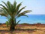 Jouer à Jigsaw: palm tree