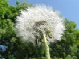 Jouer à Jigsaw: dandelion