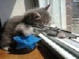 Jouer à Sniper kitty