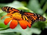 Jouer à Jigsaw: monarch butterfly