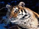 Jouer à Fta - tigers