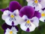 Jouer à Pansies sliding