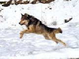 Jouer à Wolf at a gallop
