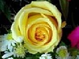 Jouer à Puzzles: yellow roses