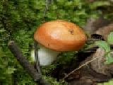Jouer à Forest mushroom