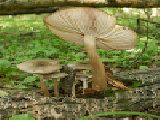 Jouer à Family of fungi